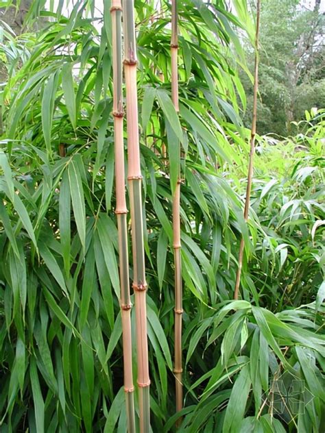 竹子 種類